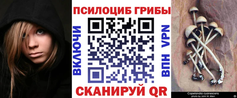 Псилоцибиновые грибы Cubensis  где продают   это как зайти  Верещагино 